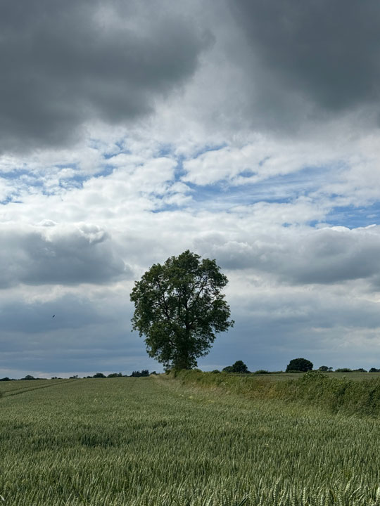 tree