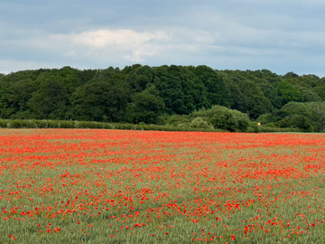 poppy field