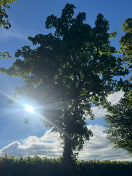 sunshine