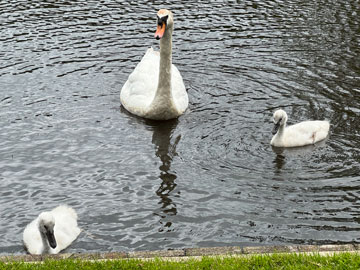 swans