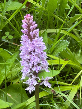 orchid