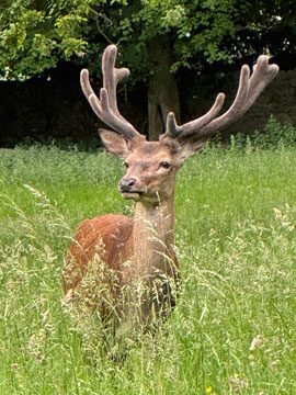 deer