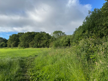 fields