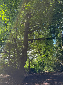 woodland