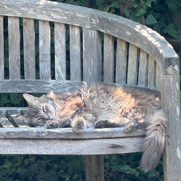 Oli