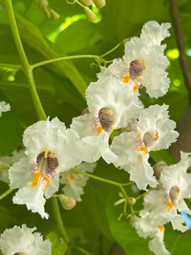 blossom