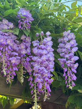 wisteria
