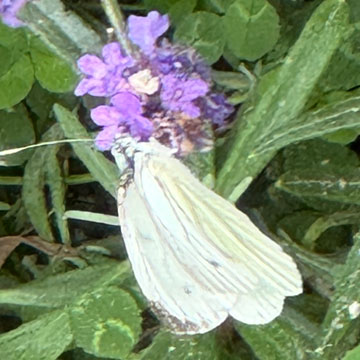 butterfly