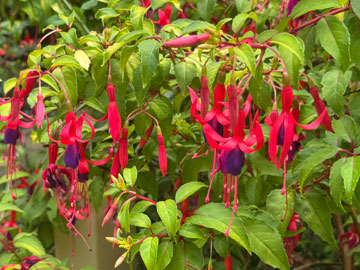 fuchsia