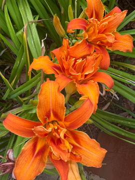 lilies