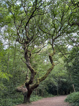 trees