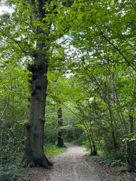 woods