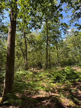 woodland