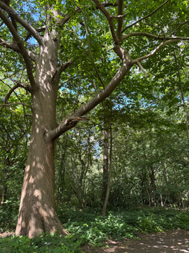 woodland