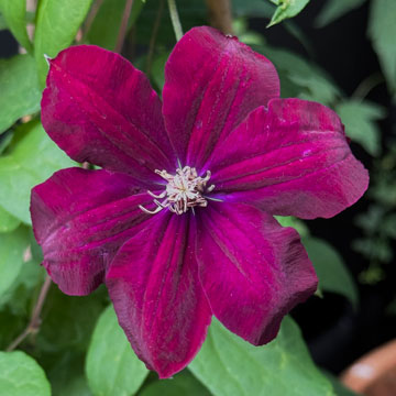clematis