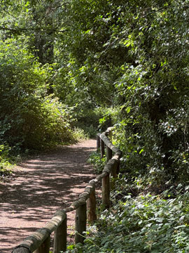 woodland