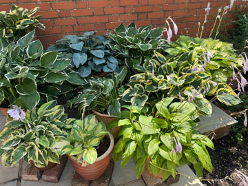 hostas