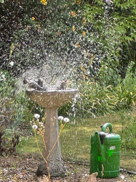 starlings