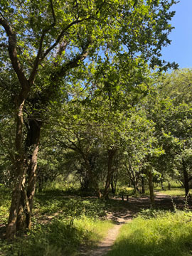 woods