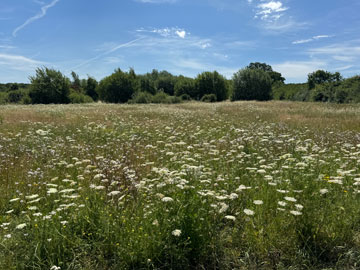meadow