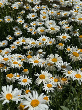 daisies