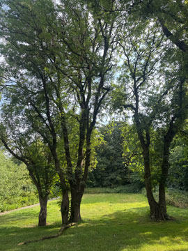 trees