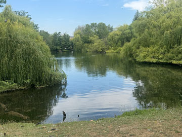 pond