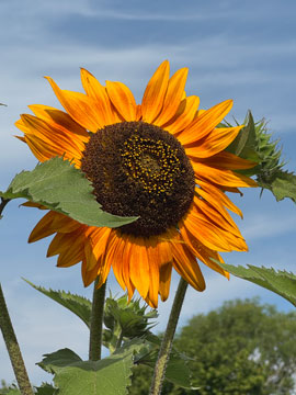 sunflower
