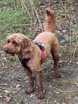 Coco