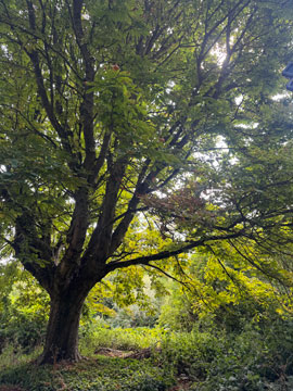 tree