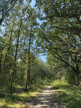woodland