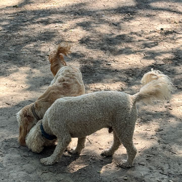 dogs