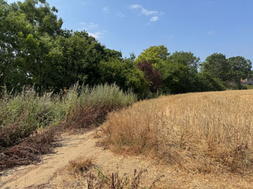 fields