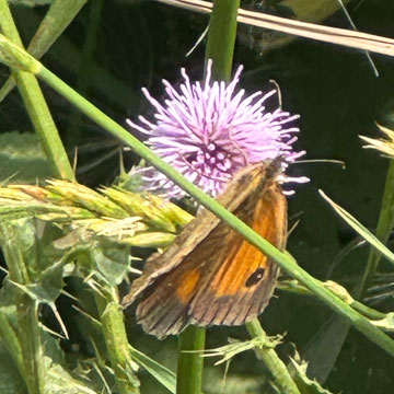 butterfly