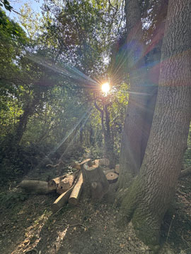wood