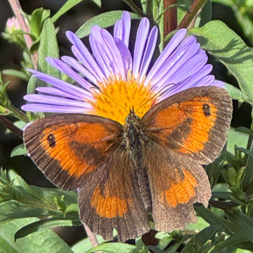 Hedge Brown butterfly