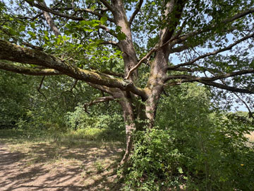 tree