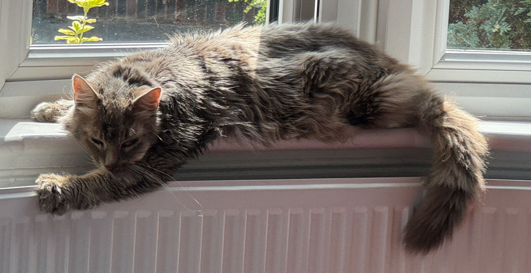 Oli