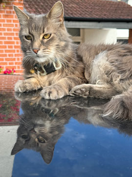 Oli