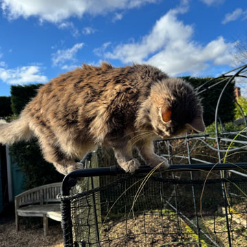 Oli