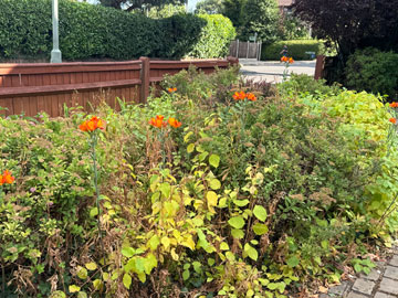 front garden