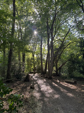 woodland