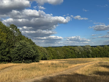 meadows