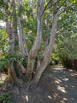 tree