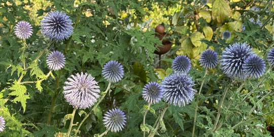 echinops