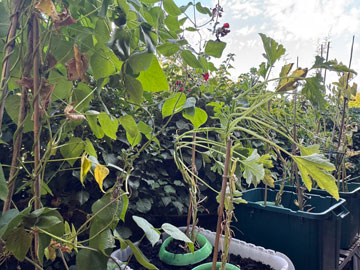 veg