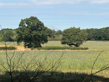 fields