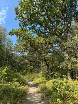 woodland