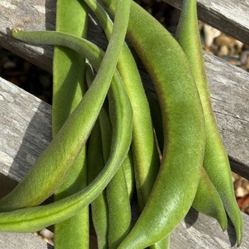 beans
