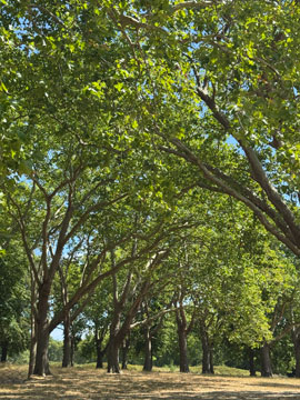 park